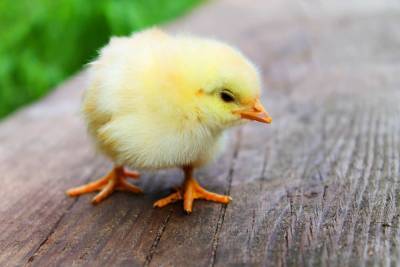 Учёные из Израиля смогли изменить пол цыпленку в яйце