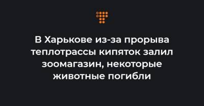 В Харькове из-за прорыва теплотрассы кипяток залил зоомагазин, некоторые животные погибли