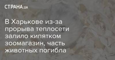 В Харькове из-за прорыва теплосети залило кипятком зоомагазин, часть животных погибла