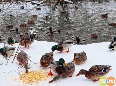 В Перми более 100 человек считали зимующих птиц
