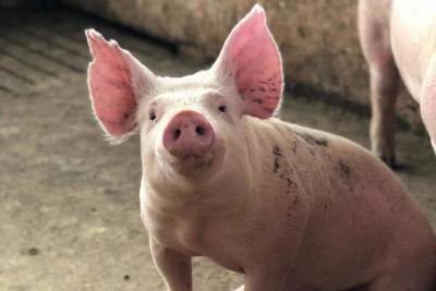 Свинская борьба: споры о свинокомплексах не утихают в Псковской области