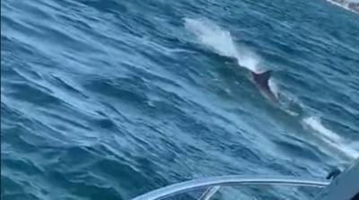 Акула преследовала добычу и попала на видео у берегов Австралии