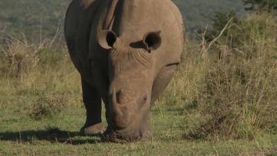 Носороги ЮАР - за карантин