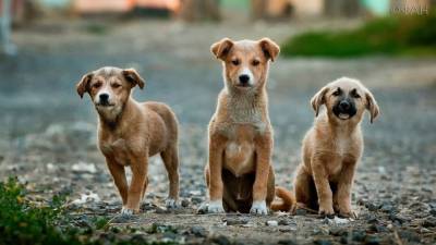 Курские власти выделили более 5 миллионов рублей на отлов бездомных собак