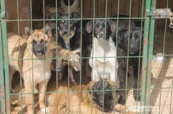Отлову безнадзорных собак в Тотьме быть, обещает районная администрация