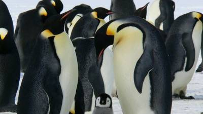 Уникальный желтый пингвин впервые в истории запечатлен на камеру