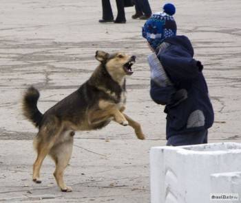 В Кириллове собака напала на ребенка