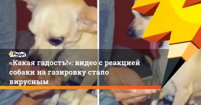 «Какая гадость!»: видео с реакцией собаки на газировку стало вирусным