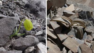 Рябчик Делавея – цветок, который научился маскироваться от людей: потрясающие фото