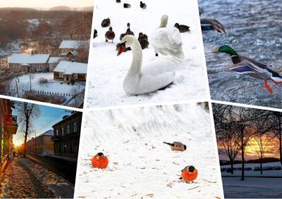 Лебедь, утка и снегирь: топ-10 атмосферных фото из соцсетей