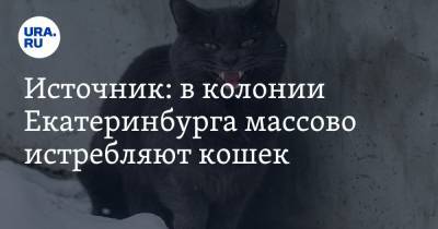 Источник: в колонии Екатеринбурга массово истребляют кошек. Их сжигают в печах