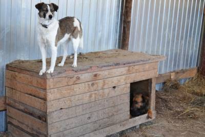 Астраханским школьникам предложили делать будки для бездомных собак на уроках труда