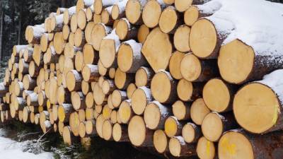 Бизнесмен может сесть на семь лет за контрабанду леса в Забайкалье