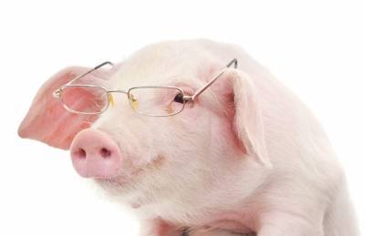 Компания Huawei займется свиноводством