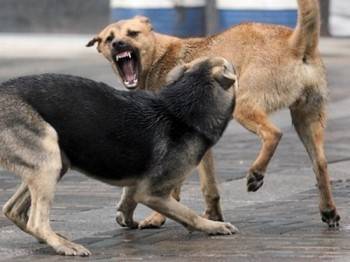 В Кирилловском районе пообещали отловить агрессивных собак
