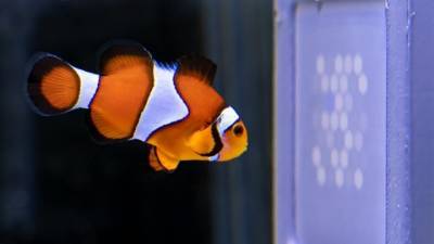 Создан ультрафиолетовый телевизор для рыб