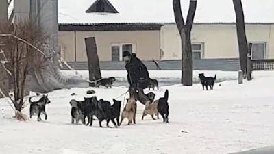 В Приморье стаи бездомных собак нападают на людей