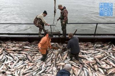 В Дагестане определены объемы вылова рыбы в прибрежной зоне