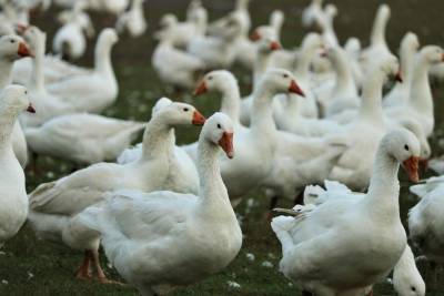 На российской птицефабрике произошла вспышка птичьего гриппа