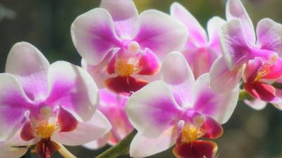 Орхидеи: советы по уходу для начинающих