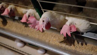 Птичий грипп выявили у семи сотрудников птицефабрики в России