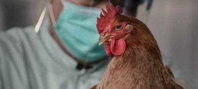 В России выявлены первые случаи заражения новым вирусом птичьего гриппа