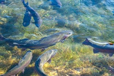 Мнение граждан при создании рыбоводных участков будет регламентировано специальным порядком