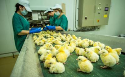 В России произошла вспышка птичьего гриппа