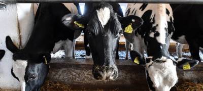 Частный сектор в производстве молока в Карелии сдает позиции перед государственным