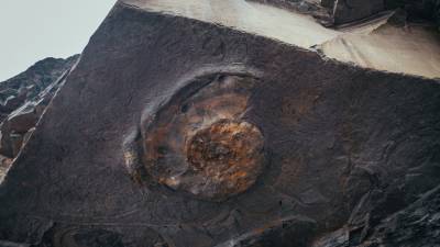 В Венгрии нашли окаменелость древнего кальмара-вампира