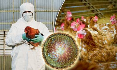 На юге России выявлен новый штамм опасного для человека птичьего гриппа