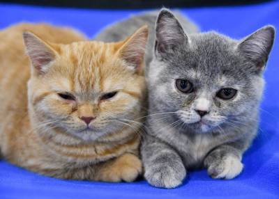 Две кошки заболели COVID-19 в Германии