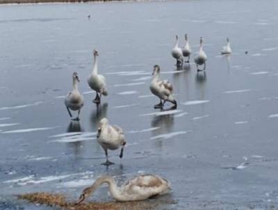 Стаю лебедей, закованных в лед, спас мужчина в Ростовской области