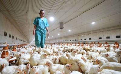 Bloomberg (США): в России зарегистрированы первые случаи заражения людей птичьим гриппом H5N8