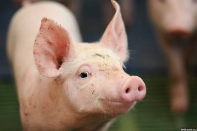 Минсельхоз Коми опроверг информацию о сжигании свиней в Сыктывдинском районе