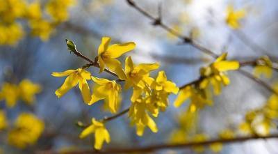Форзиция - желтое чудо в весеннем саду