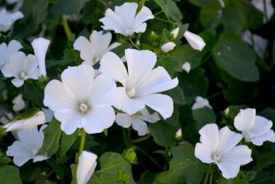 20 однолетников с белыми цветками – подойдут для сада в любом стиле