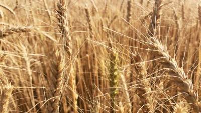 Россия нарастила экспорт зерна с начала сельхозгода