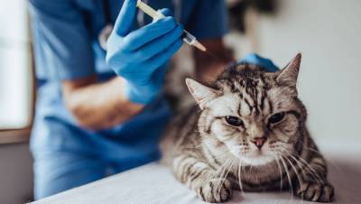 Две домашние кошки заразились COVID-19 в Германии