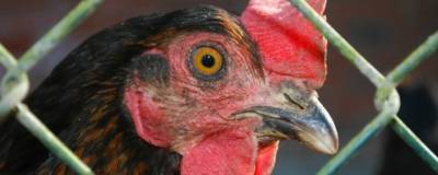 В Нидерландах из-за птичьего гриппа уничтожили 130 тысяч кур