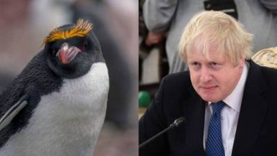 Пингвины не обрадовались заблудившемуся сородичу с “прической” как у Джонсона