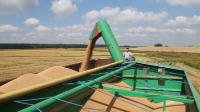 Россия увеличила поставки пшеницы за рубеж на 28,5%