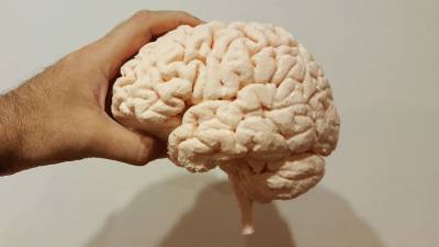 Биологи из США назвали главный фактор долголетия мозга