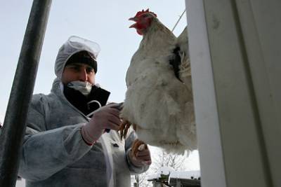 Доктор Мясников внес ясность в распространение птичьего гриппа