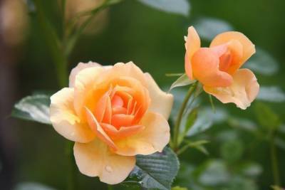 Каждый год на Владимирском тепличном комбинате будут выращивать до миллиона роз