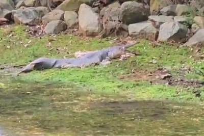 Женщина нашла на берегу водоема похожее на доисторического монстра существо - lenta.ru - Шотландия - Сингапур - Глазго