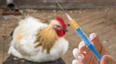 В центре «Вектор» начинают разрабатывать вакцину от птичьего гриппа H5N8