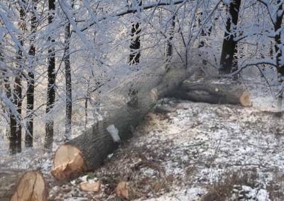 «Наш микрорайон сотрут с лица земли»: в парке на Ивана Франко возобновили вырубку деревьев