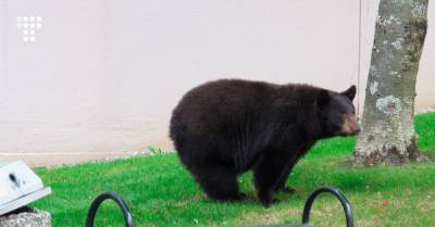 На Аляске медведь напал на девушку в уличном туалете, затаившись под крышкой сиденья. К счастью, все живы-здоровы