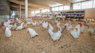В Нидерландах из-за вспышки птичьего гриппа уничтожили 122 тысячи кур